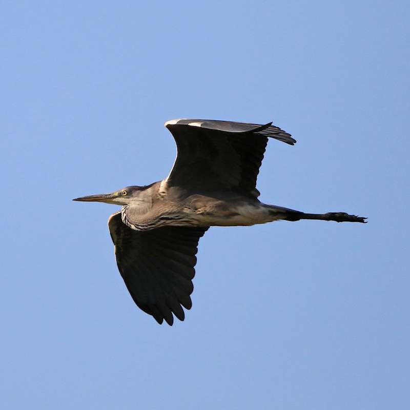 Graureiher (Ardea cinerea) im Flug, (c) Jürgen Podgorski/NABU-naturgucker.de