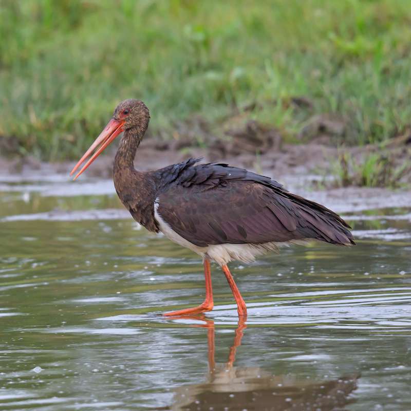 Schwarzstorch (Ciconia nigra), (c) Gerhard Burke/NABU-naturgucker.de