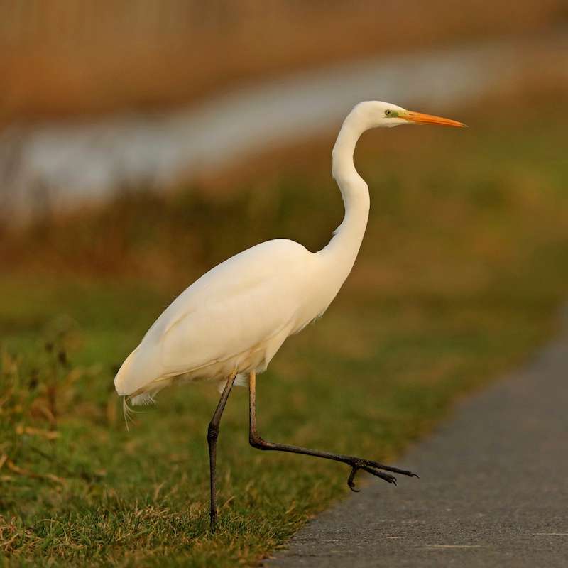 Silberreiher (Ardea alba), (c) Jürgen Podgorski/NABU-naturgucker.de