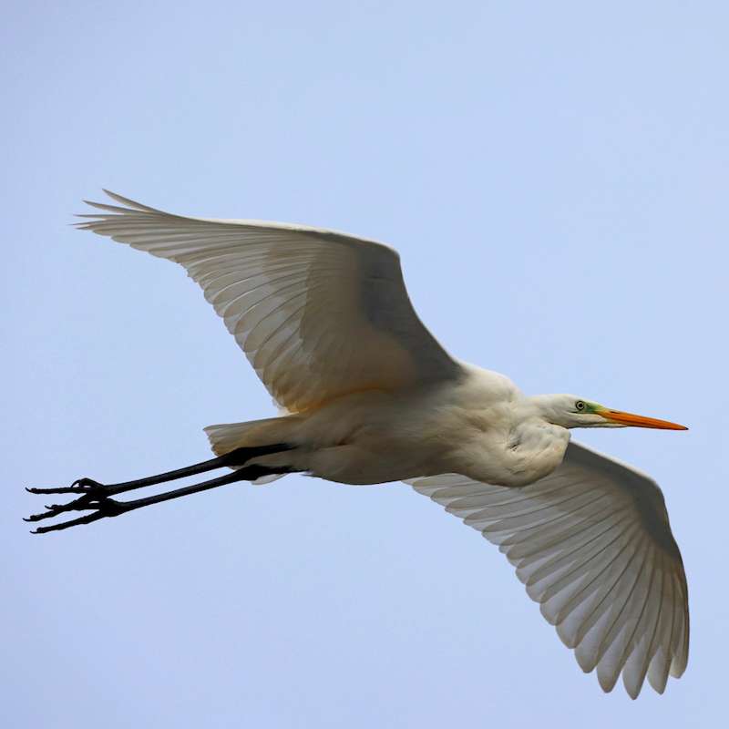 Silberreiher (Ardea alba) im Flug, (c) Jürgen Podgorski/NABU-naturgucker.de
