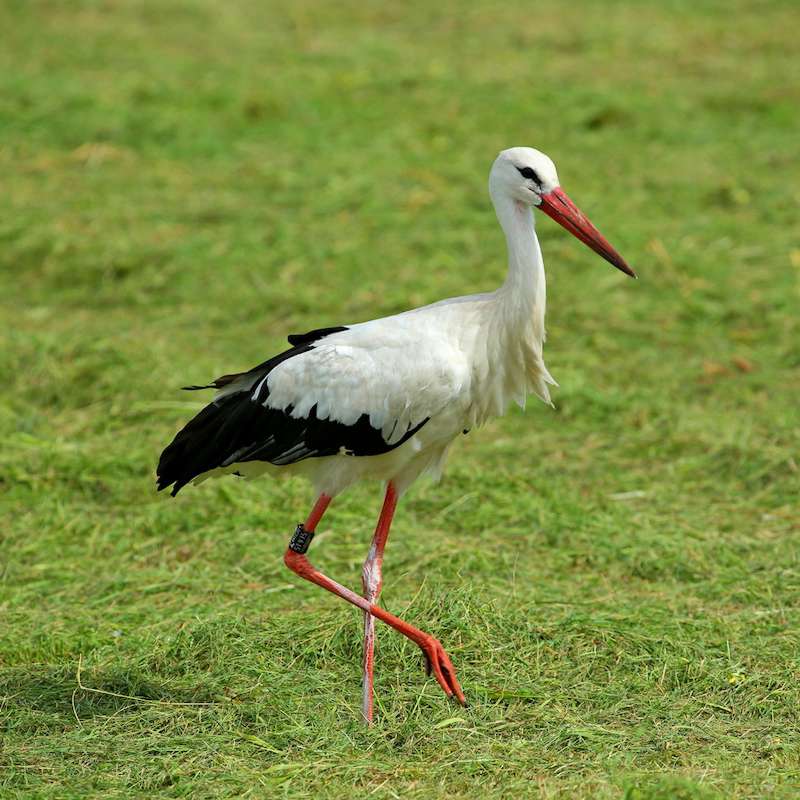 Weißstorch (Ciconia ciconia), (c) Jürgen Podgorski/NABU-naturgucker.de