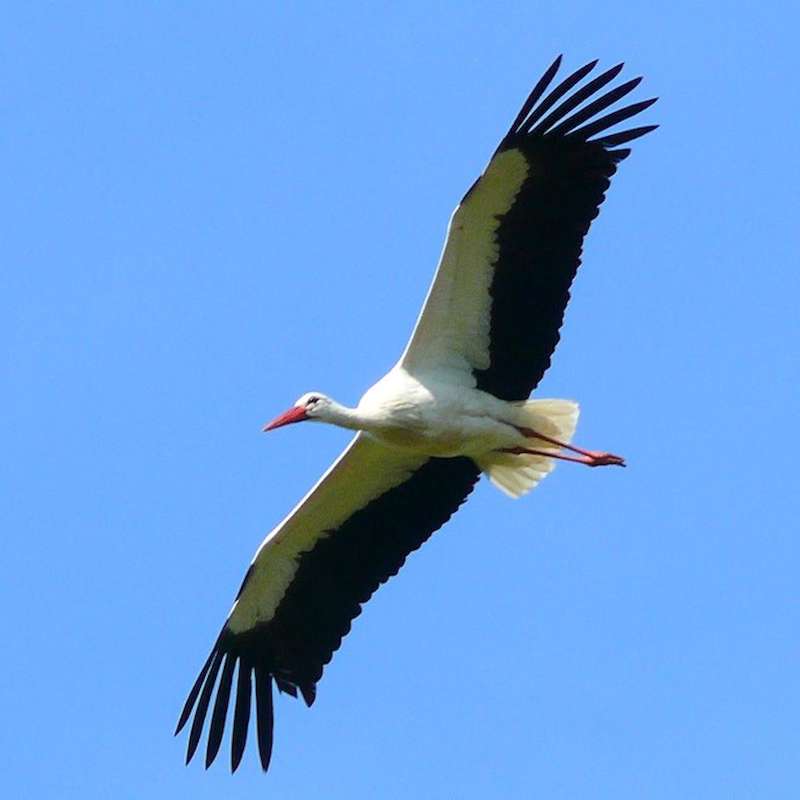 Weißstorch (Ciconia ciconia) im Flug, (c) Hannelore Müller-Scherz/NABU-naturgucker.de